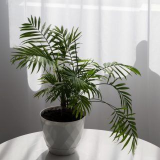 Chamaedorea elegans