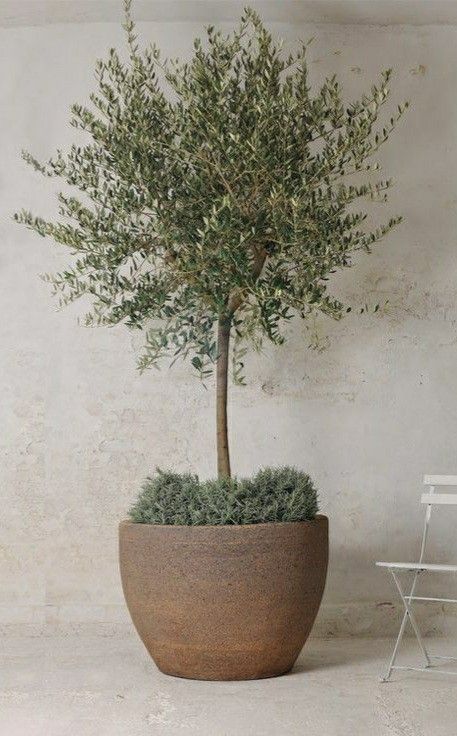 Elegante olivo - Imagen 3