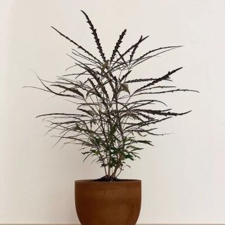 Aralia Elegantísima