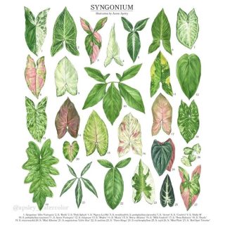 Singonios