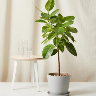 Gomero Altissima