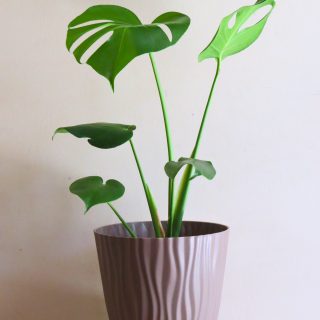 Monstera deliciosa