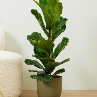 Ficus Lyrata (Higuera de hoja de violín)