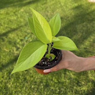 Pothos Neon