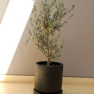 Elegante olivo