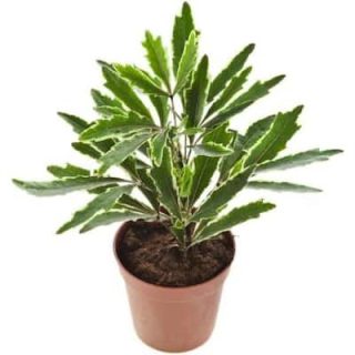 Aralia Elegantísima