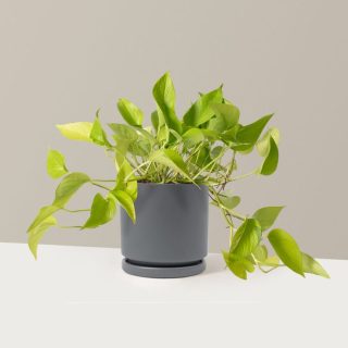 Pothos Neon