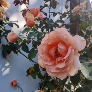 Rosas