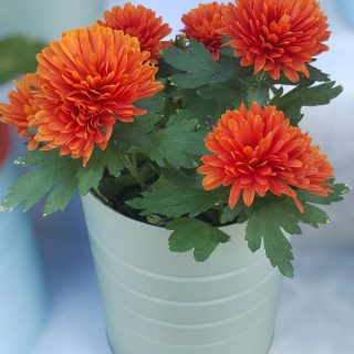 Variedad de Crisantemos o Flores de Otoño