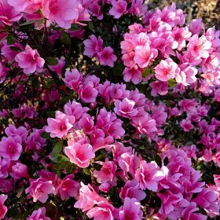 Azalea