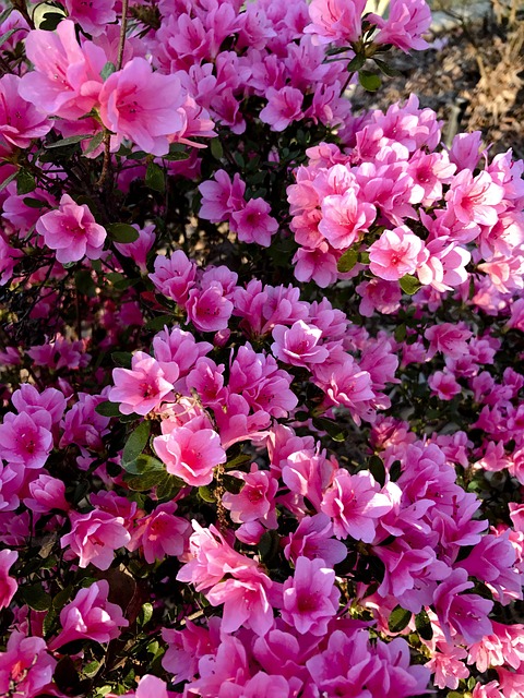 Azalea - Imagen 2