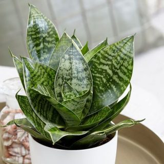 Sansevieria (Dracaena trifasciata y otras)