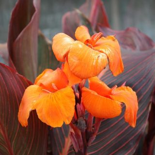 Achira (Canna Indica)