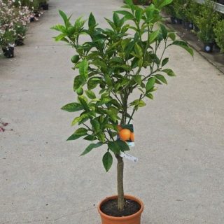 Mandarino en Maceta