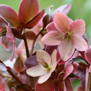 Helleborus