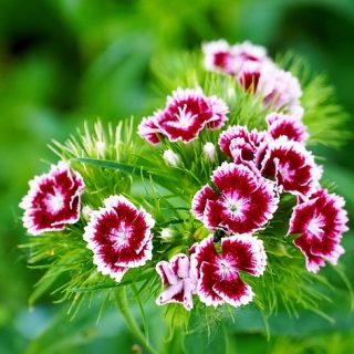 Dianthus chinensis (clavelina)