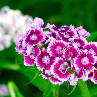 Dianthus chinensis (clavelina)