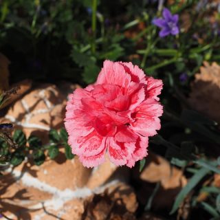 Clavel (Dianthus caryophyllus)