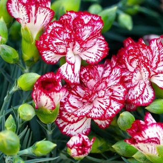 Clavel (Dianthus caryophyllus)