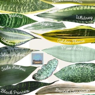 Sansevieria (Dracaena trifasciata y otras)