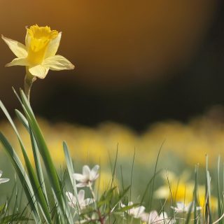 Narcisos