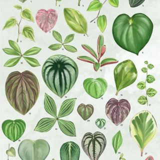 Peperomias: Obtusifolia, Caperata,  Argyreia y Polybotrya