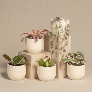 Variedad de maceteros de cerámica