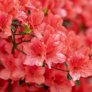 Azalea