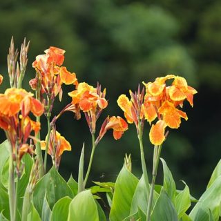 Achira (Canna Indica)