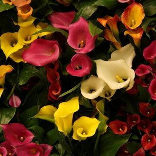 Calas color