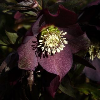 Helleborus