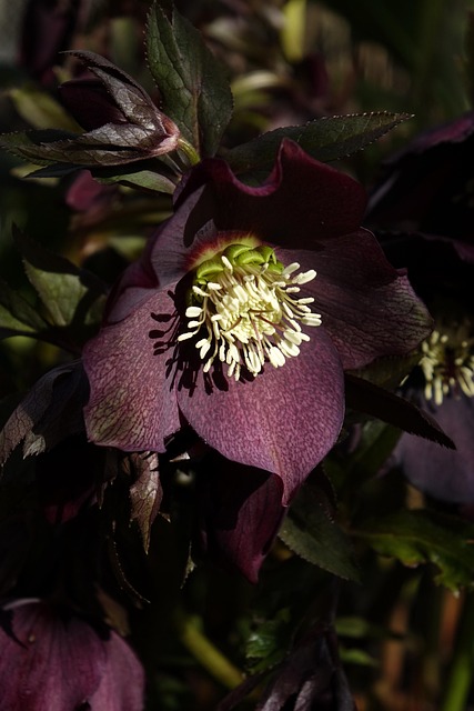 Helleborus - Imagen 2