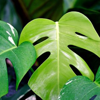 Monstera deliciosa
