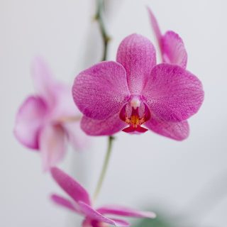 Orquídea Phalaenopsis