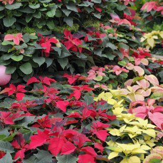 Flor de Pascua (Poinsettia)