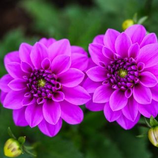 La Dalia (Dahlia spp.)