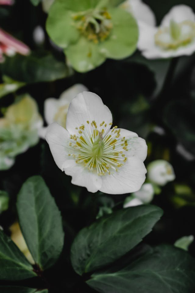 Helleborus - Imagen 3