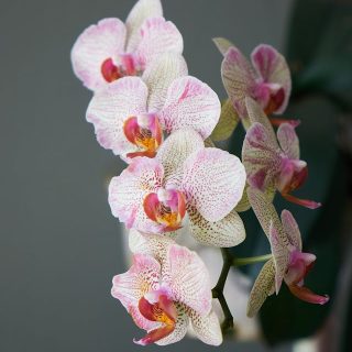 Orquídea Phalaenopsis