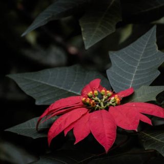 Flor de Pascua (Poinsettia)