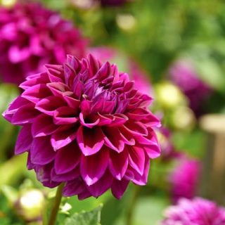 La Dalia (Dahlia spp.)