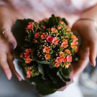 Kalanchoe