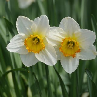 Narcisos