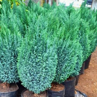 Pino Azul Elwoodii