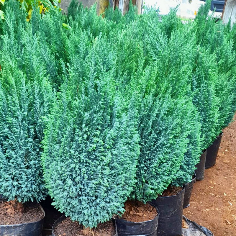 Pino Azul Elwoodii