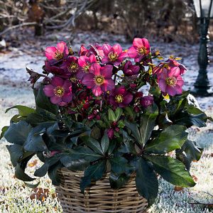 helleborus-05