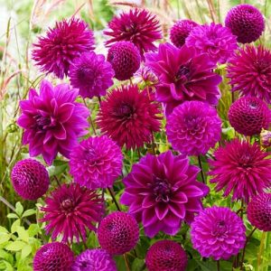 purple-dahlias-min